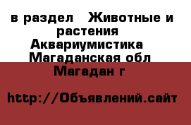  в раздел : Животные и растения » Аквариумистика . Магаданская обл.,Магадан г.